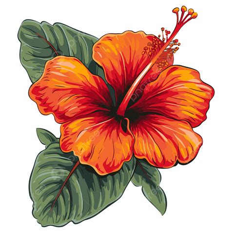 Hawaiian State Flower Drawing | Best Flower Site