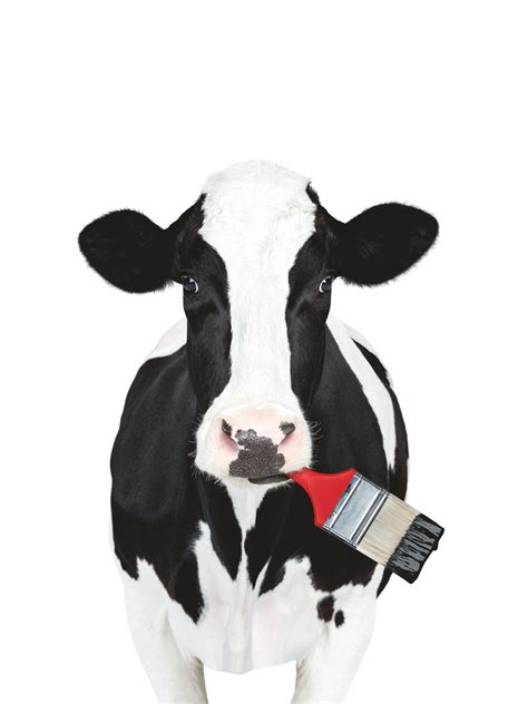 Chick Fil A Cow Clipart