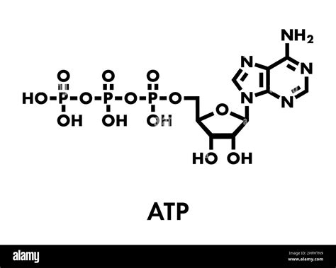 Image result for ATP Molecule Structure