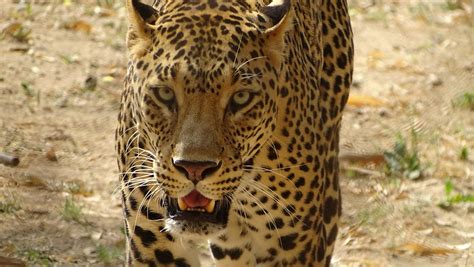 Leopards : भारत में कितने तेंदुए हैं, सबसे ज्यादा किस राज्य में ...
