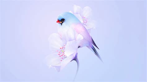 Birds Minimal Wallpaper,HD Birds Wallpapers,4k Wallpapers,Images ...