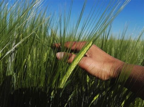 Touching Grass Tutorial 的图像结果