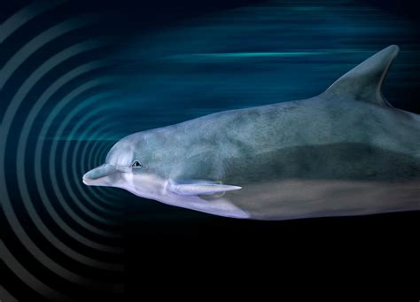 Image result for How Does Echolocation Work