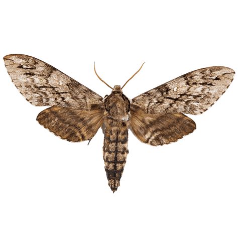 Waved Sphinx Moth - The Wisconsin Moths Field Guide