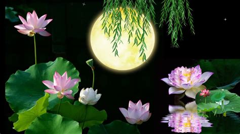 lotus flowers, moon, willow 11756526 Stock Video at Vecteezy