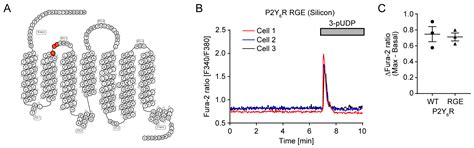 Ligand-Independent Spontaneous Activation of Purinergic P2Y6 Receptor ...