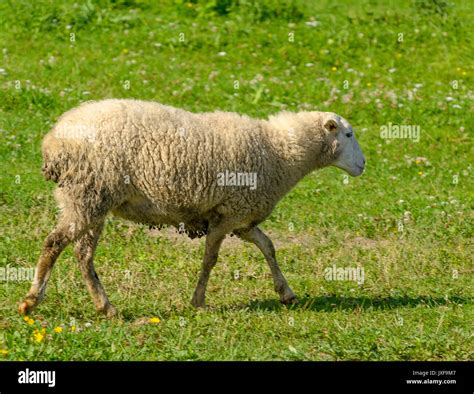 Sheep in a pasture near the lake Stock Photo - Alamy