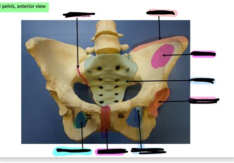 Pelvic Bone Terminology and Anatomy Flashcards | Quizlet