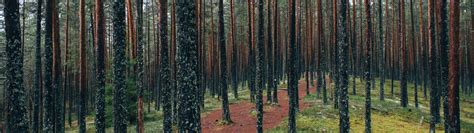 Download wallpaper grass, forest, trees, nature, leaves, Estonia, fresh ...