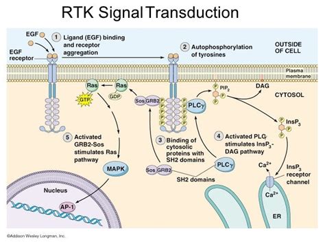 Image result for RTK Pathway Steps