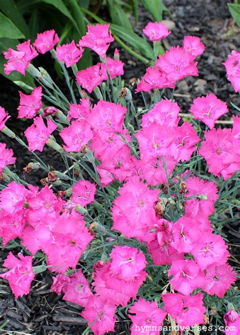 Cottage Garden Perennials 的图像结果