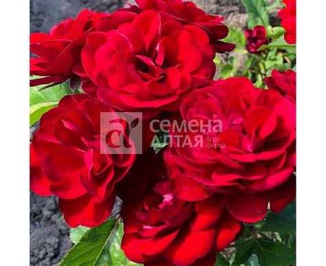 Роза Пандора "Канадские розы" (Семена Алтая) купить по цене 650 руб. в ...