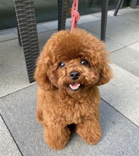 Maxi Cockapoo 的图像结果