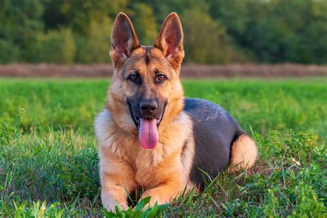 American vs. European German Shepherds: What’s the Difference?