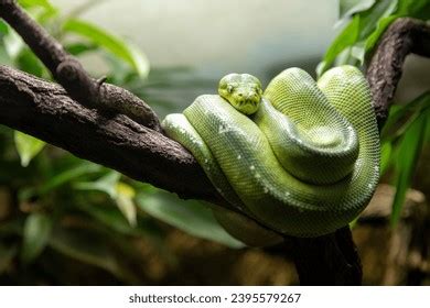 Image result for White Python Pet