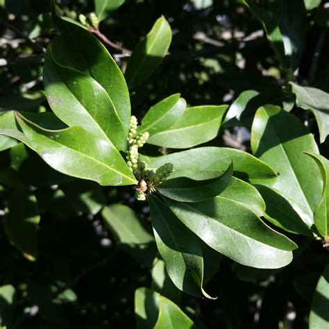 Prunus caroliniana 'Bright and Tight' - Compact Carolina Cherry Laurel ...
