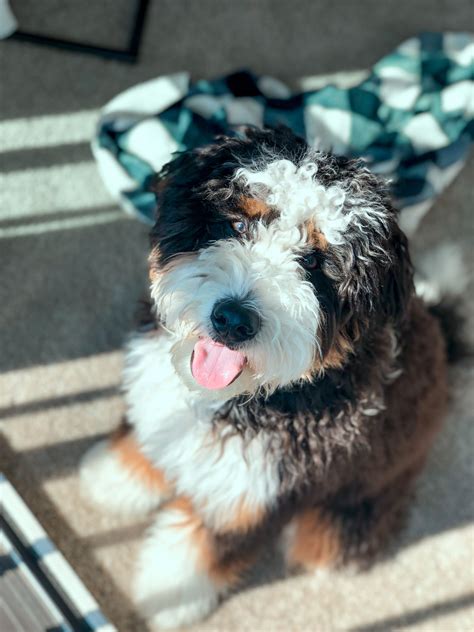 Bernedoodle size full grown how big do bernedoodles get tiny mini ...