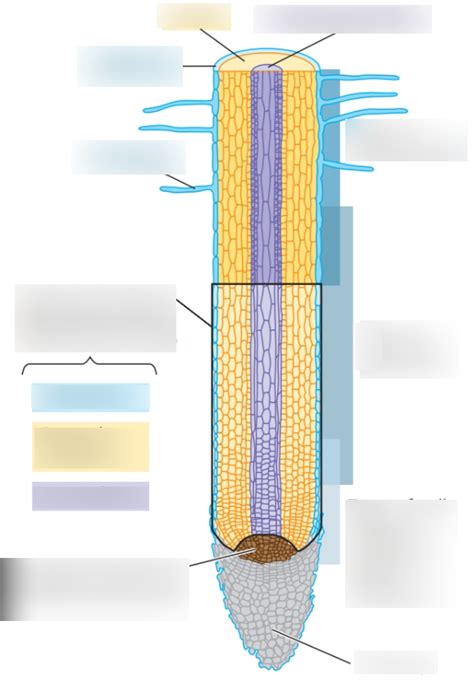 Image result for Root Python Diagram