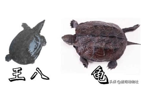 乌龟种类鉴别图片，王八、乌龟、鳖、甲鱼有什么区别 - 科猫网