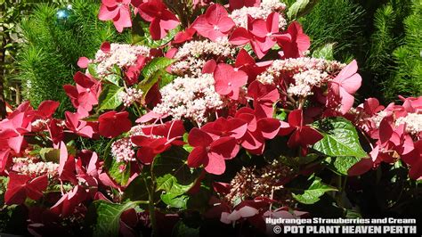 Strawberries And Cream Hydrangea Tree at Joann Dewitt blog