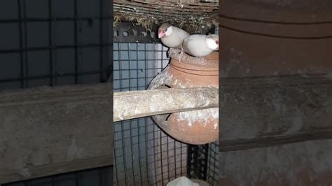 Image result for Fawn Java Sparrow