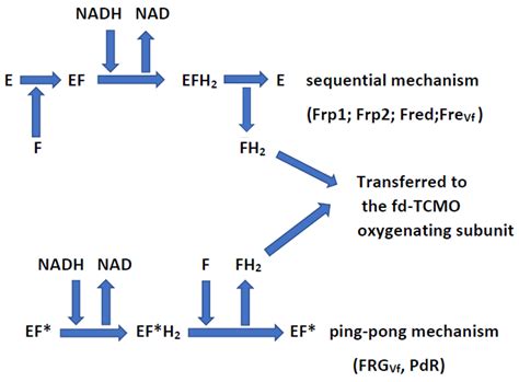 Inter-Species Redox Coupling by Flavin Reductases and FMN-Dependent Two ...