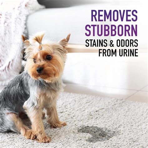 Hoover Pet Carpet Cleaning Solution Review - Cleaninup