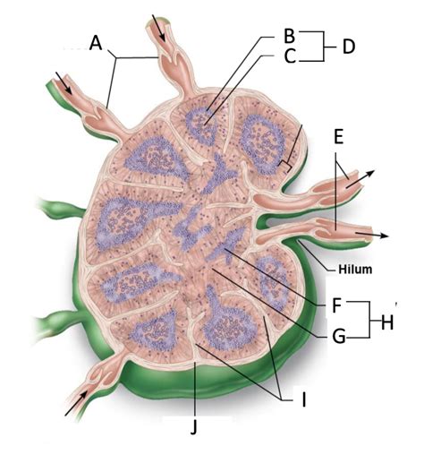 lymph Diagram | Quizlet