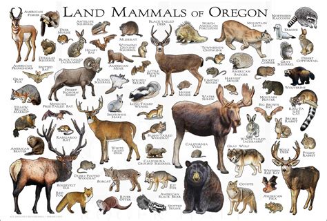 Wildlife In Oregon