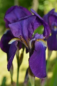 Image result for High Res Photo of Purple Iris