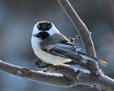 The feeder birds of Christmas