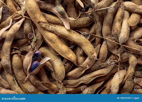 Dry Bean Pods, Healthy Organic Food. Stock Image - Image of bean ...