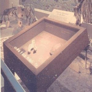 Sea Turtle Shell 的图像结果