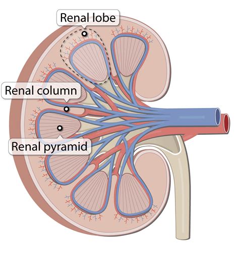 Kidney Anatomy Lesson – Human Bio Media