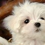 Image result for A Cute Baby Dog