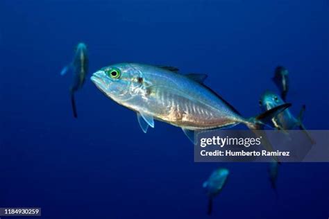 Image result for Blue Runner Fish Speed Video