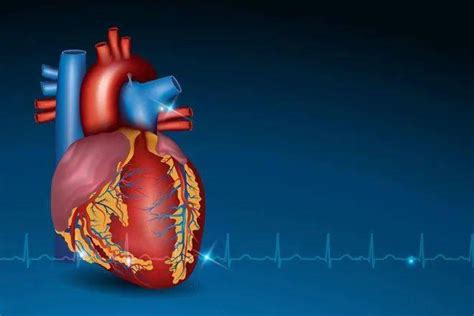 心跳和寿命的关系被发现,一分钟心跳多少次更易长寿？ | 新闻