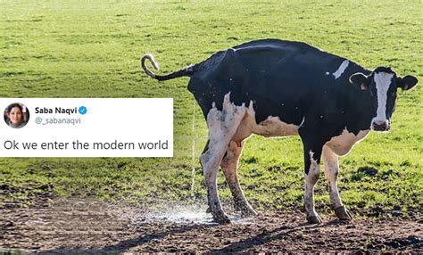 MP Govt. Offices To Be Cleaned With Cow Urine Phenyl Only, Orders First ...