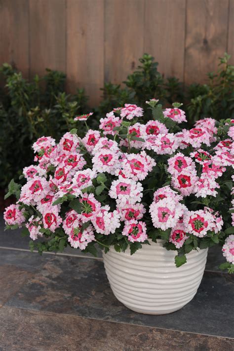 Verbena Growing Guide: Planting & Care Tips | Proven Winners