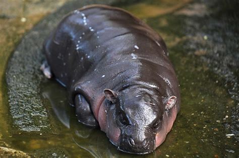 How to Livestream Moo Deng, the Baby Pygmy Hippo from Thailand