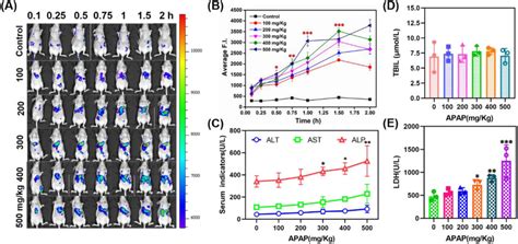 Image result for Intraperitoneal Injection of BALB/c Mice