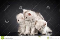 gatti persiani prezzi gatti purulenti persiani bianchi fotografia stock gatti persiani prezzi gatti purulenti persiani bianchi fotografia stock
