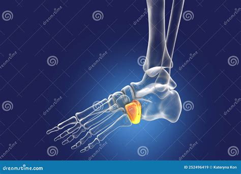 Human Foot Anatomy. Cuboid Bone of the Foot Stock Illustration - Illustration of heel, render ...