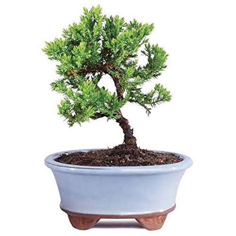 Green Paradise® Juniper Plant Chinensis juniper plant suitable for ...