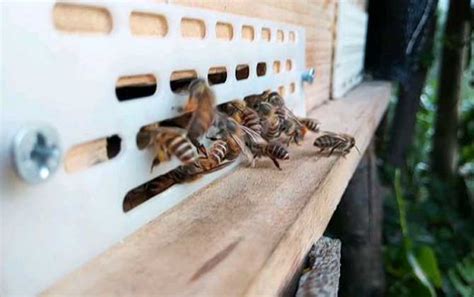 新蜂箱的气味怎么处理？ - 养蜂技术 - 酷蜜蜂