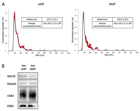 Specific Features of Stromal Cells Isolated from the Two Layers of ...