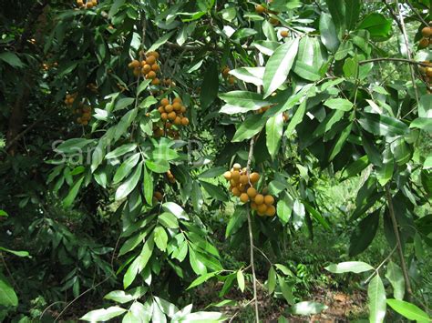 Herbarium JCB