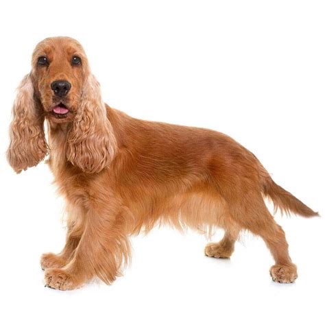 5 razas de perros a las que les encanta el agua y la playa
