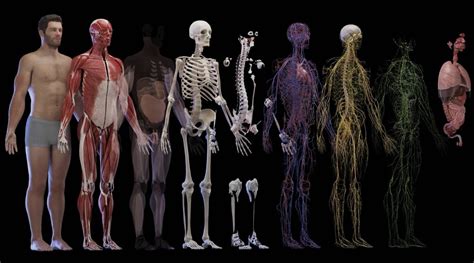 Human Reference For 3d Modeling