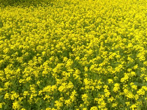 GM Mustard debate heats up